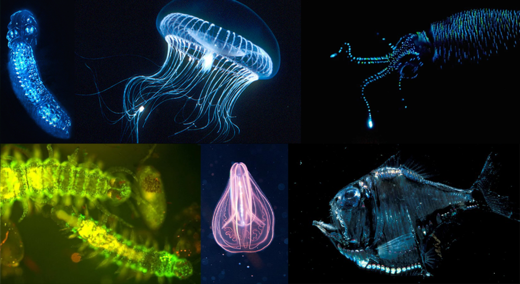 bioluminescence meduse siphonophore organismes marins