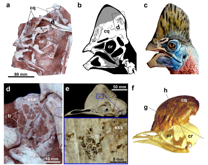 fossile de dinosaure comparé à crâne de casoar et son casque
