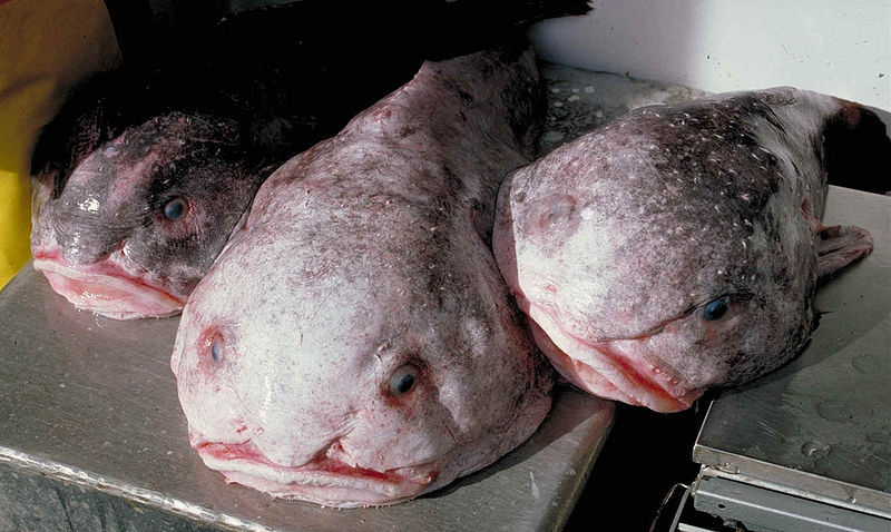 Le blobfish, pas nuisible mais moche