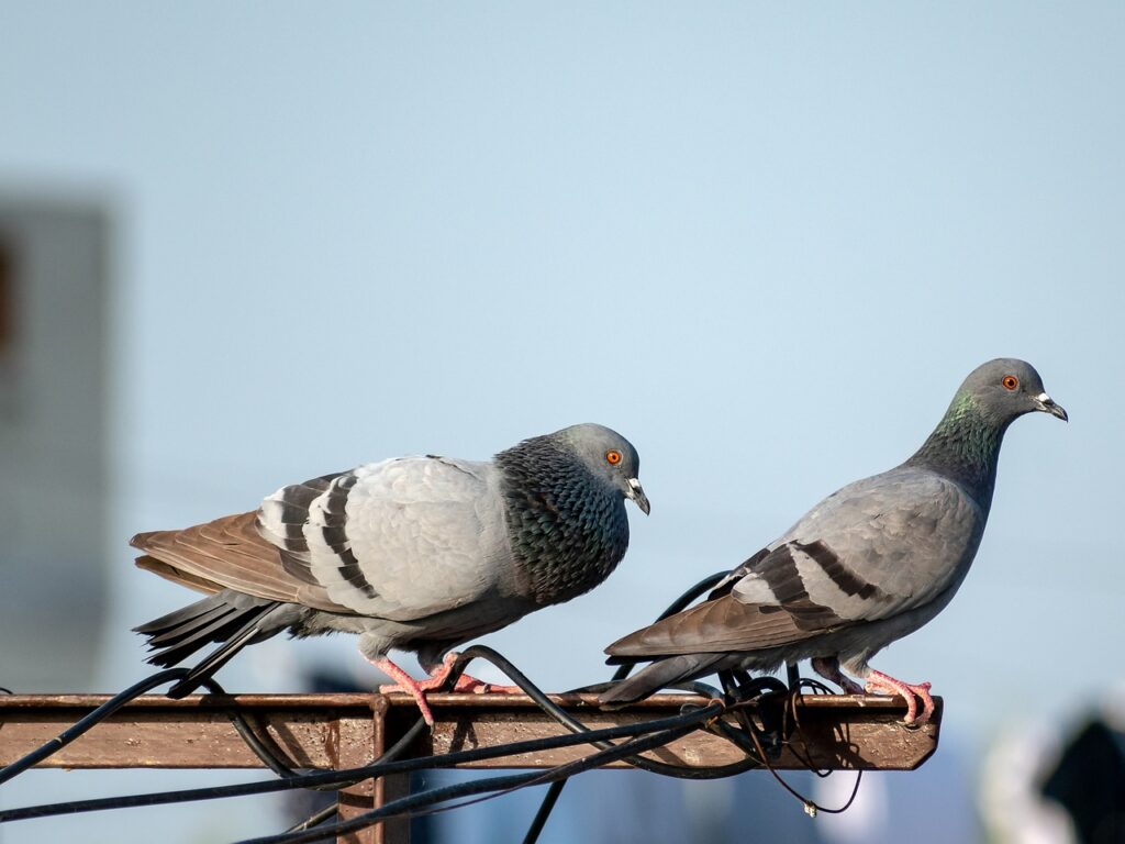 Le pigeon biset considéré comme nuisible dans les villes