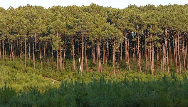 Une monoculture de pins maritimes, développement d'un business pour lutter contre un éventuel nuisible ravageur