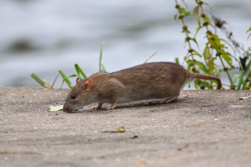 Rat brun ou surmulot, un animal indésirable