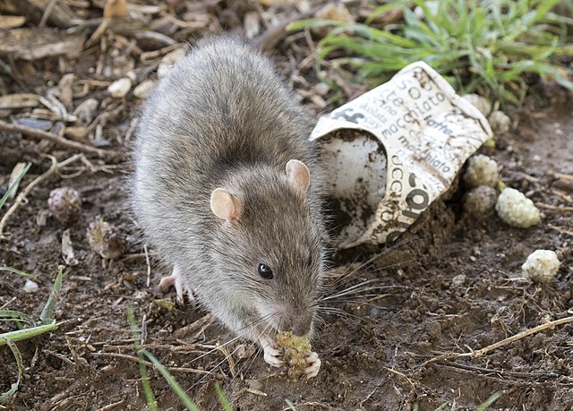 Rat brun, un nuisible au service de l'écosystème parisien