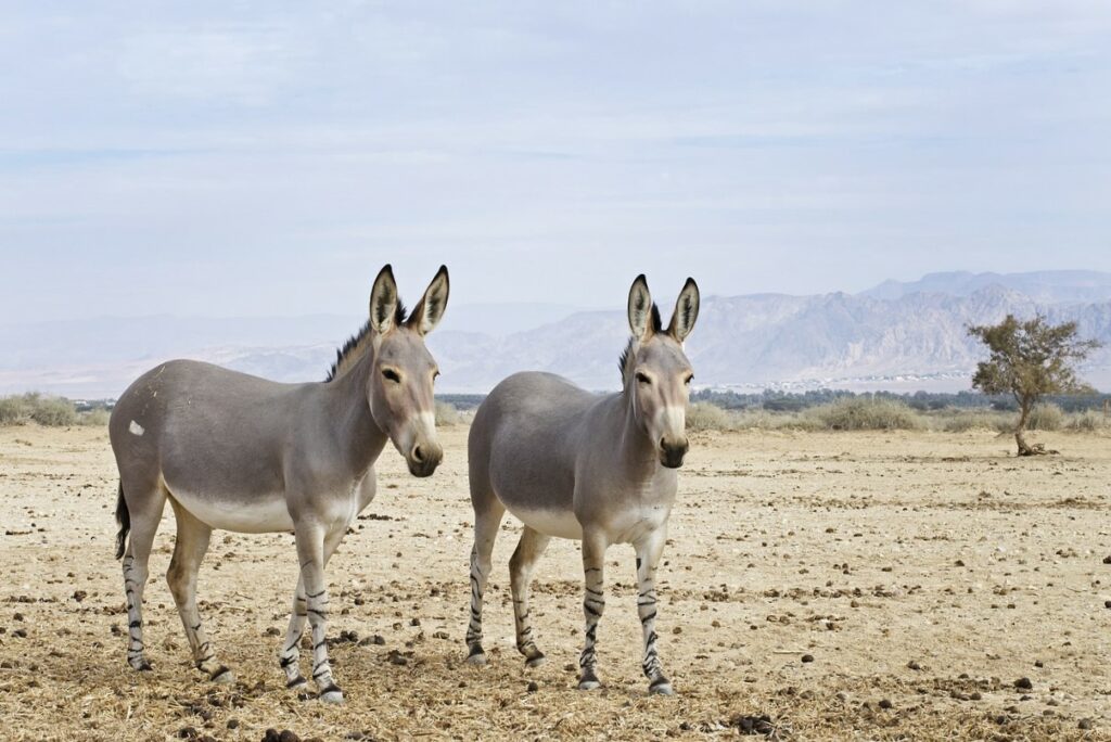 ânes sauvages de Somalie