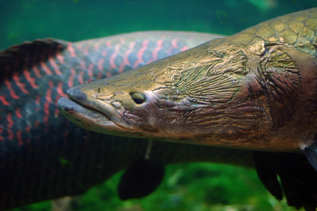L'Arapaima est un poisson à l'allure préhistorique et si particulière. Sa taille le rend encore plus impressionnant.