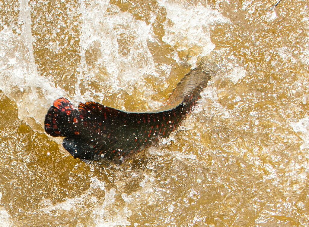 Arapaima gigas possède une queue puissante de prédateur, teintée de la couleur rouge.