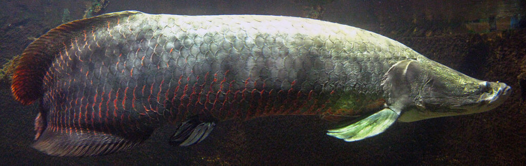 L'Arapaïma est l'un des plus poissons d'eau douce.