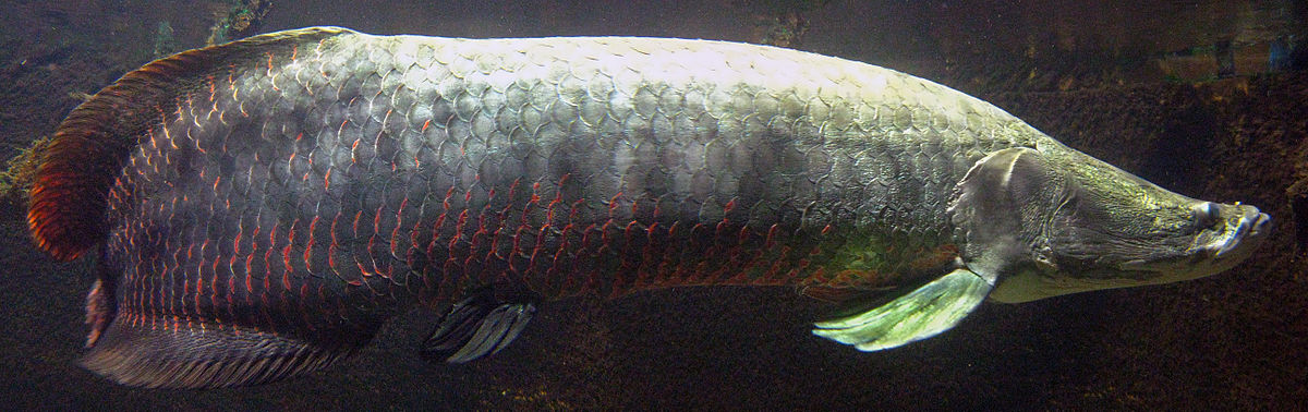 Arapaïma, un poisson rouge qui sort du lot !