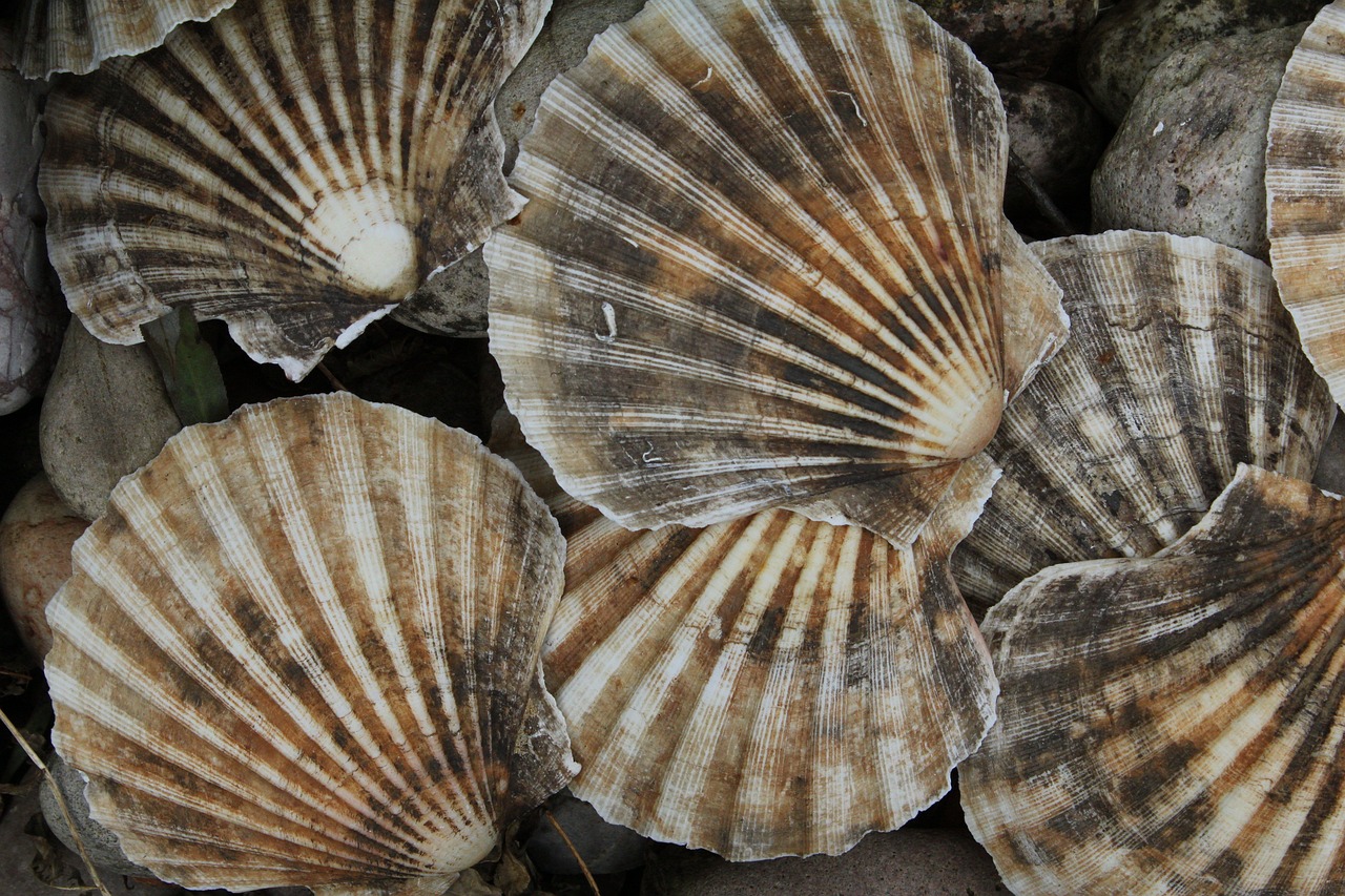 Coquille Saint-Jacques : le Mollusque en pèlerinage