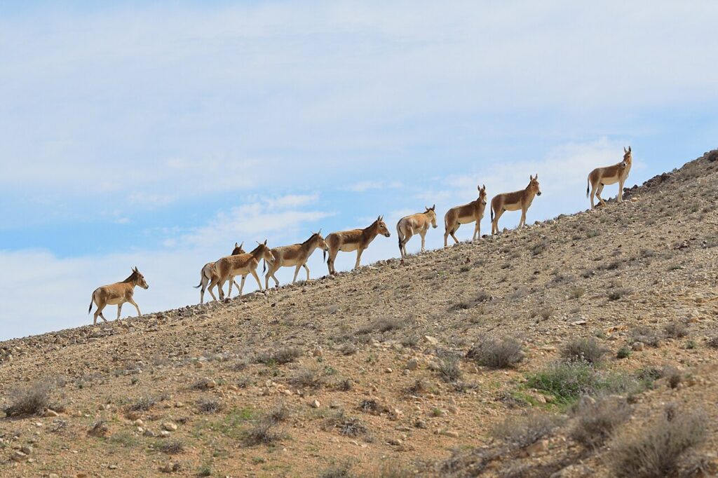 Un troupeau d'Onagre, une sous-espèce de l' Hémione un âne sauvage