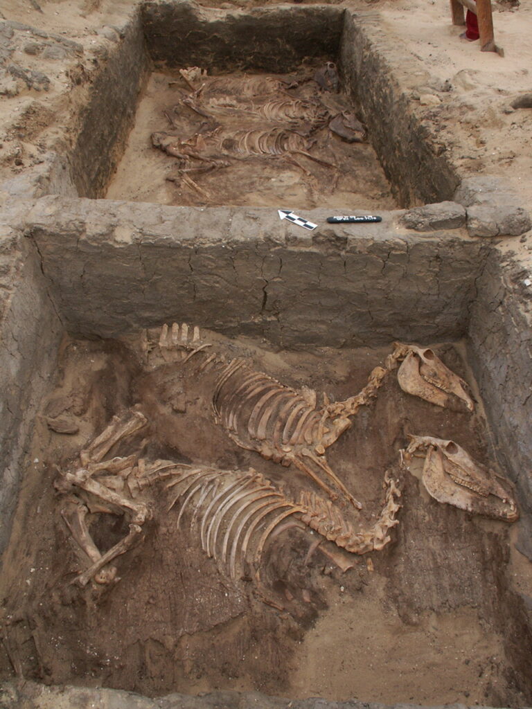 Squelettes d'Ânes enterrés près de stèles funéraires de rois - 3000 ans av J.C. - Site d'Abydos en Egypte