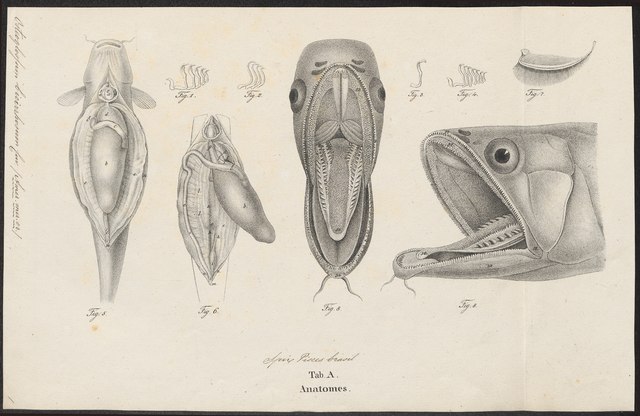 dessin anatomique 1829 d'une tête d'Arowana, de face , de profil et en coupe