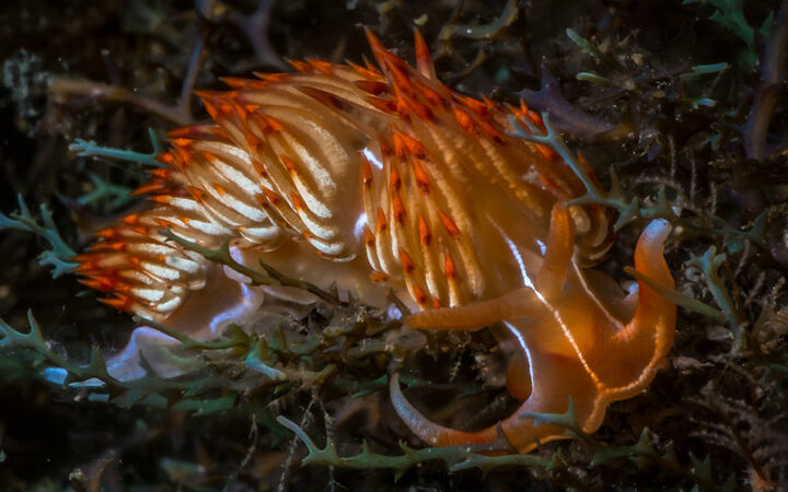 Nudibranche limace de mer orange
