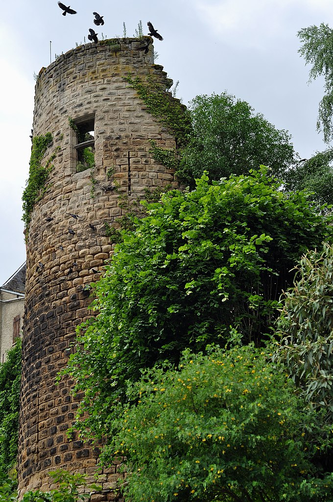 Choucas des tours rassemblés sur les ruines du château de Bourbon- l'Archambault.