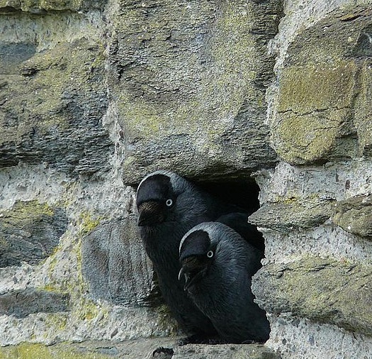 couple de choucas nichant dans un mur de pierres