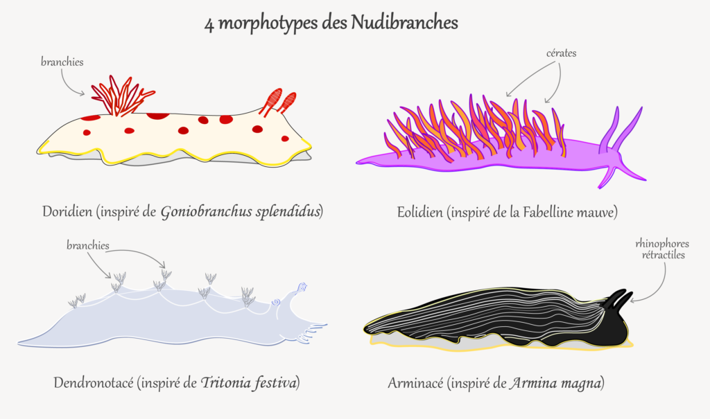 limaces de mer les morphotypes des nudibranches