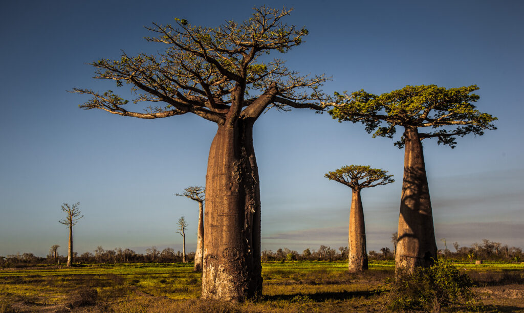Baobab de Grandidier (A. grandidieri), sur l'avenue des Baobabs dans l'ouest de l'île de Madagascar 