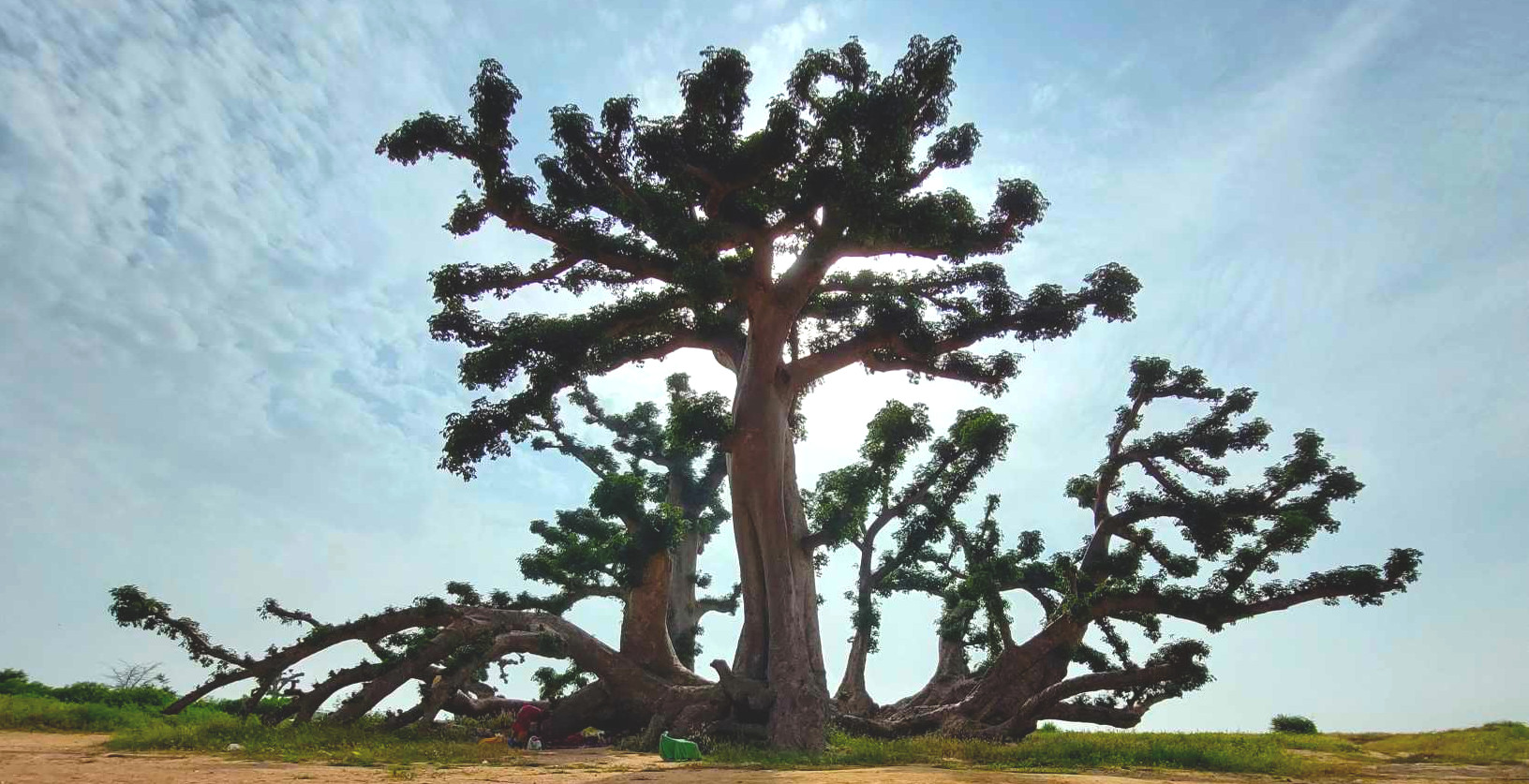 Baobab : les racines vers le ciel