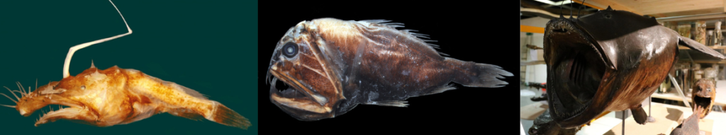 Deux espèces de poissons des abysses, et la baudroie naturalisée du musée d'histoire naturelle de Lille