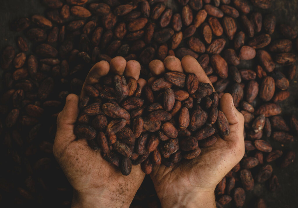 Fèves de cacao dans des mains humaines.