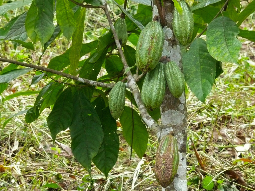 Cacaoyer (Theobroma cacao).