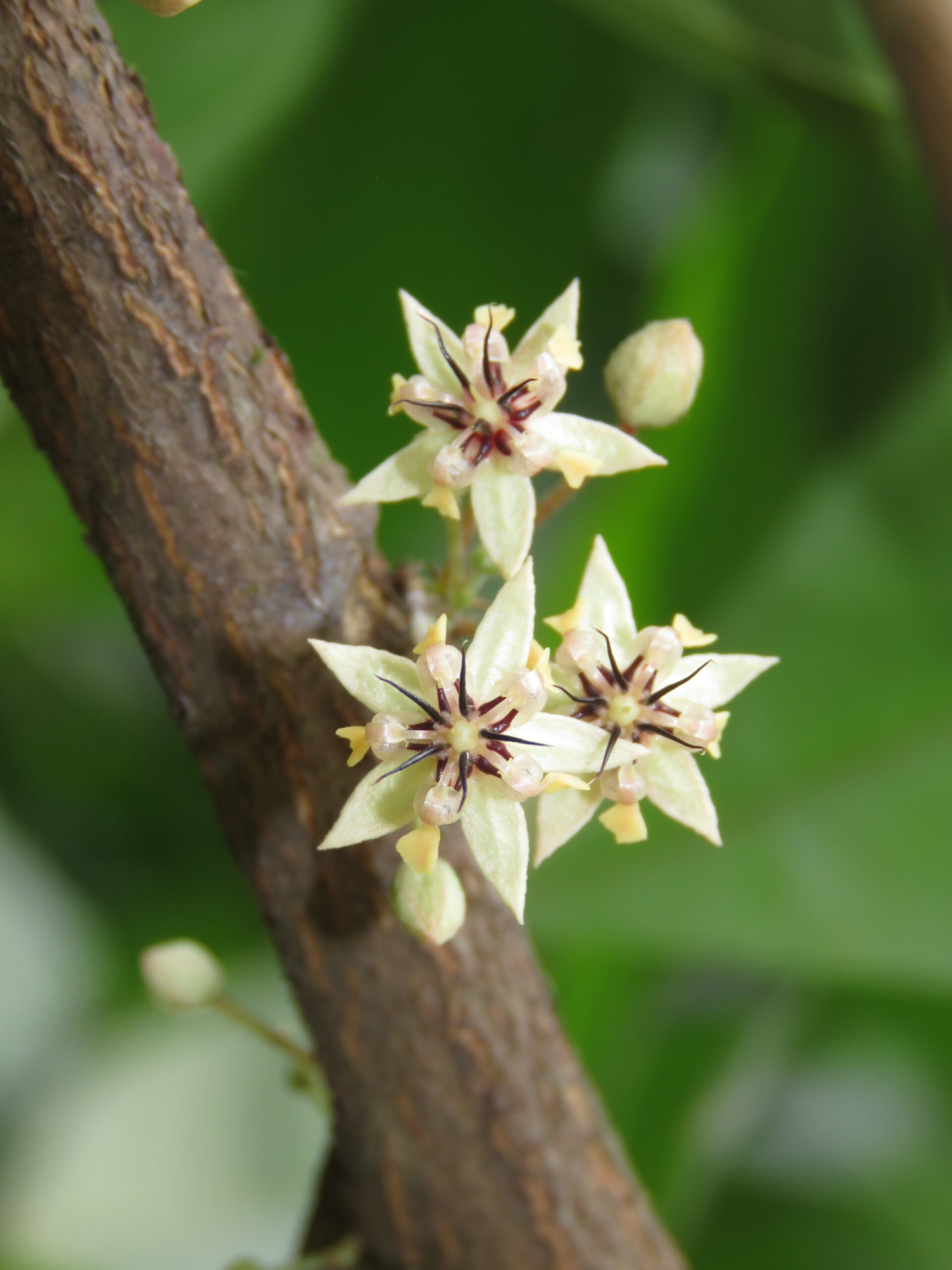 Fleur de Cacaoyer.