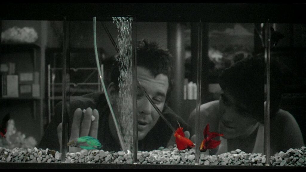 Des poissons de cinéma rouges et vert dans un aquarium. film en noir et blanc