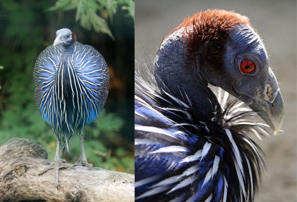 Pintade vulturine avec le détail de sa tête et ses plumes bleues autour du cou