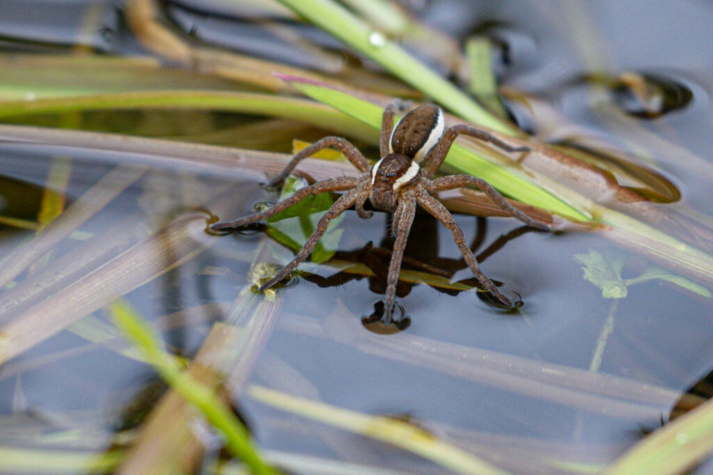 Dolomèede, araignée sur l'eau. 