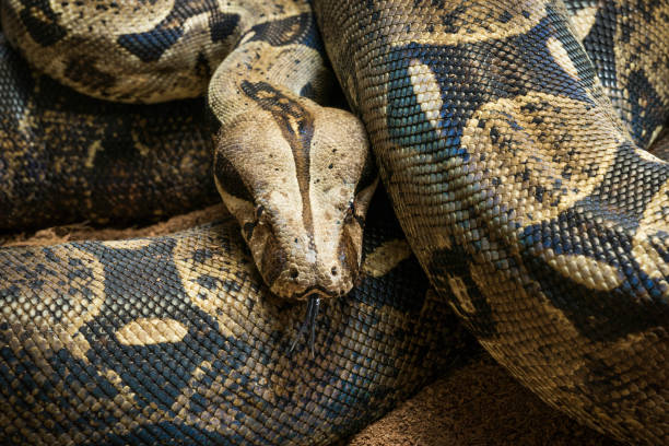 Le Boa constricteur, un serpent bodybuilder