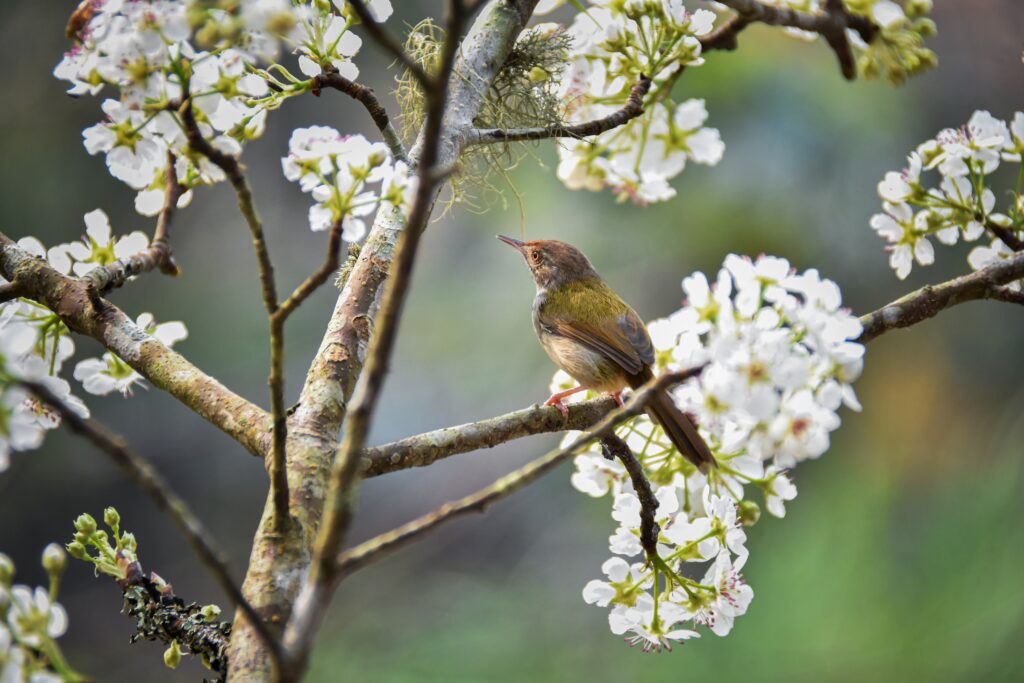 Fleurs de poirier avec oiseau.