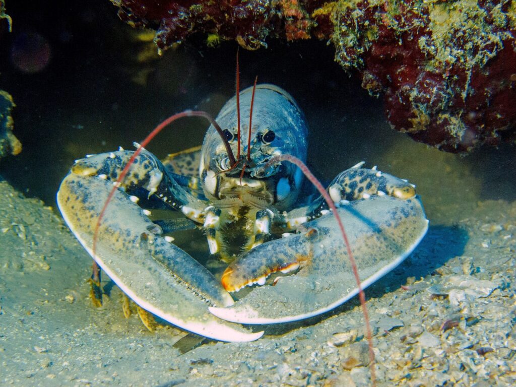 homard dans son abri