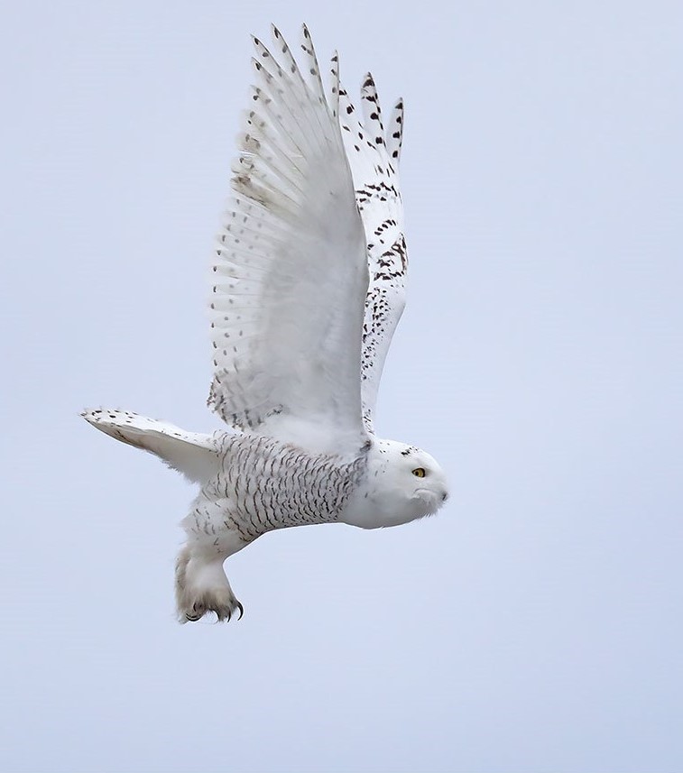 Harfang des neiges en vol