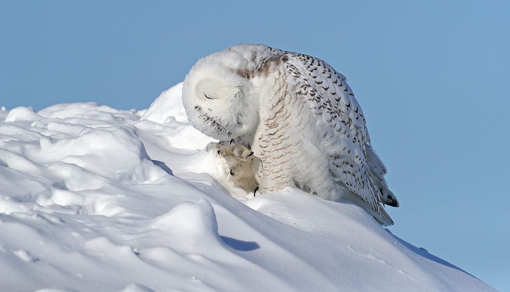 Harfang posé sur un monticule de neige