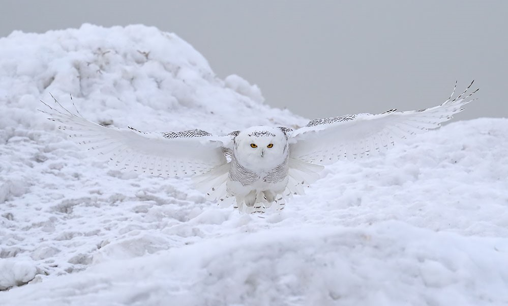 Harfang en vol, se confondant avec la neige