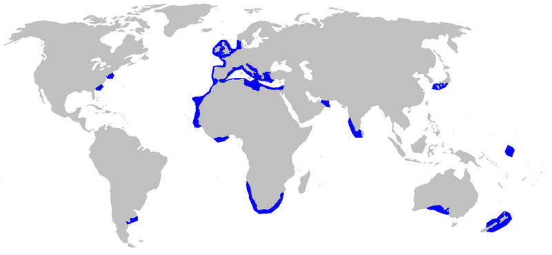 Distribution du Requin bouclé dans les eaux du globe.