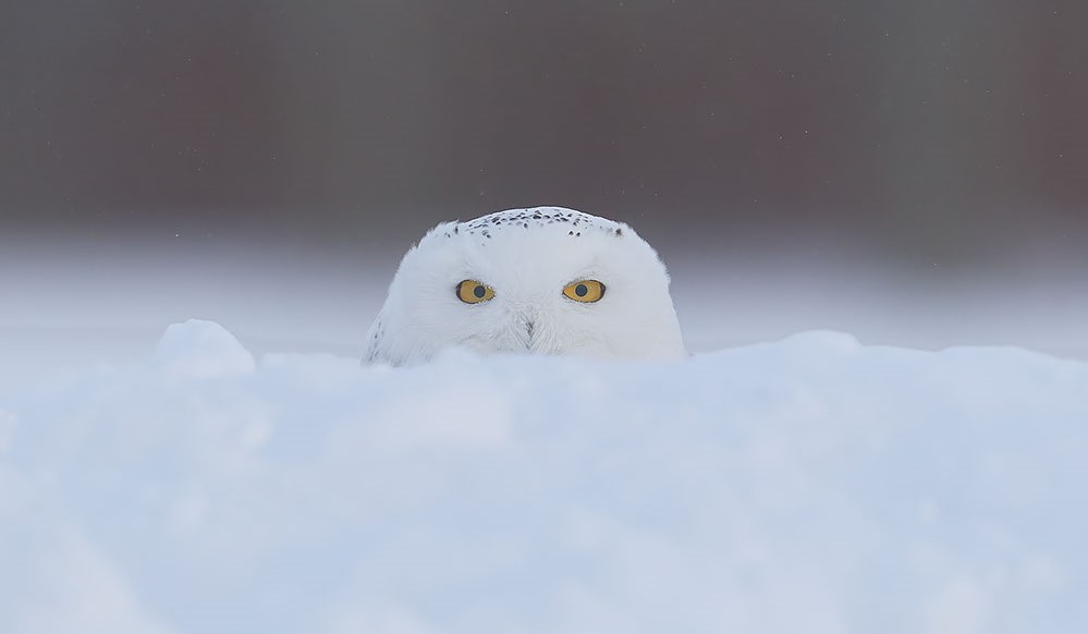 Le Harfang des neiges, un Hibou vraiment très chouette !