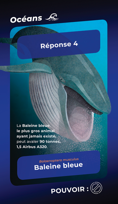 Baleine bleue océans