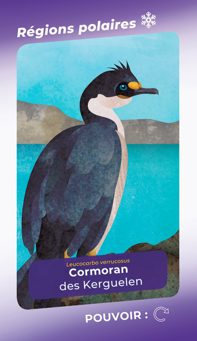 Cormoran des Kerguelen