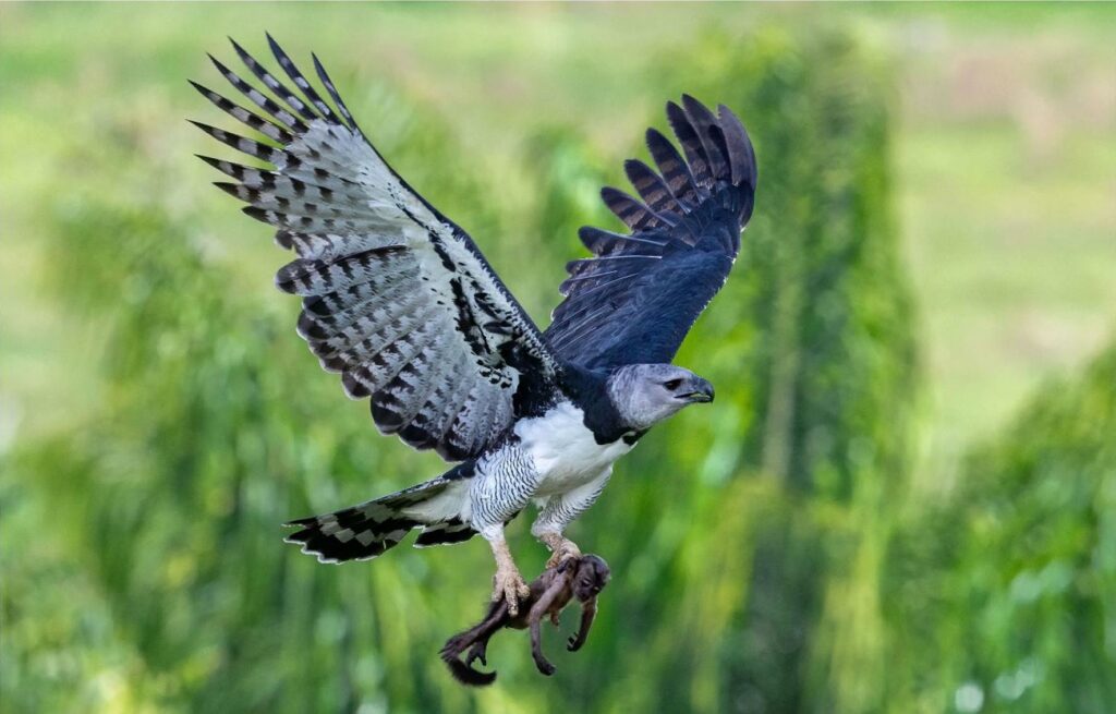 Retour au nid d'une Harpie féroce transportant un capucin brun.