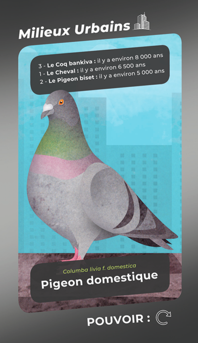 Pigeon domestique milieux urbains