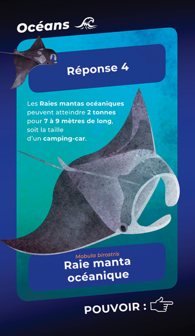 Raie manta océanique