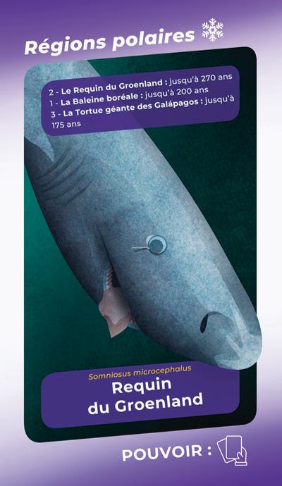 Requin du Groenland