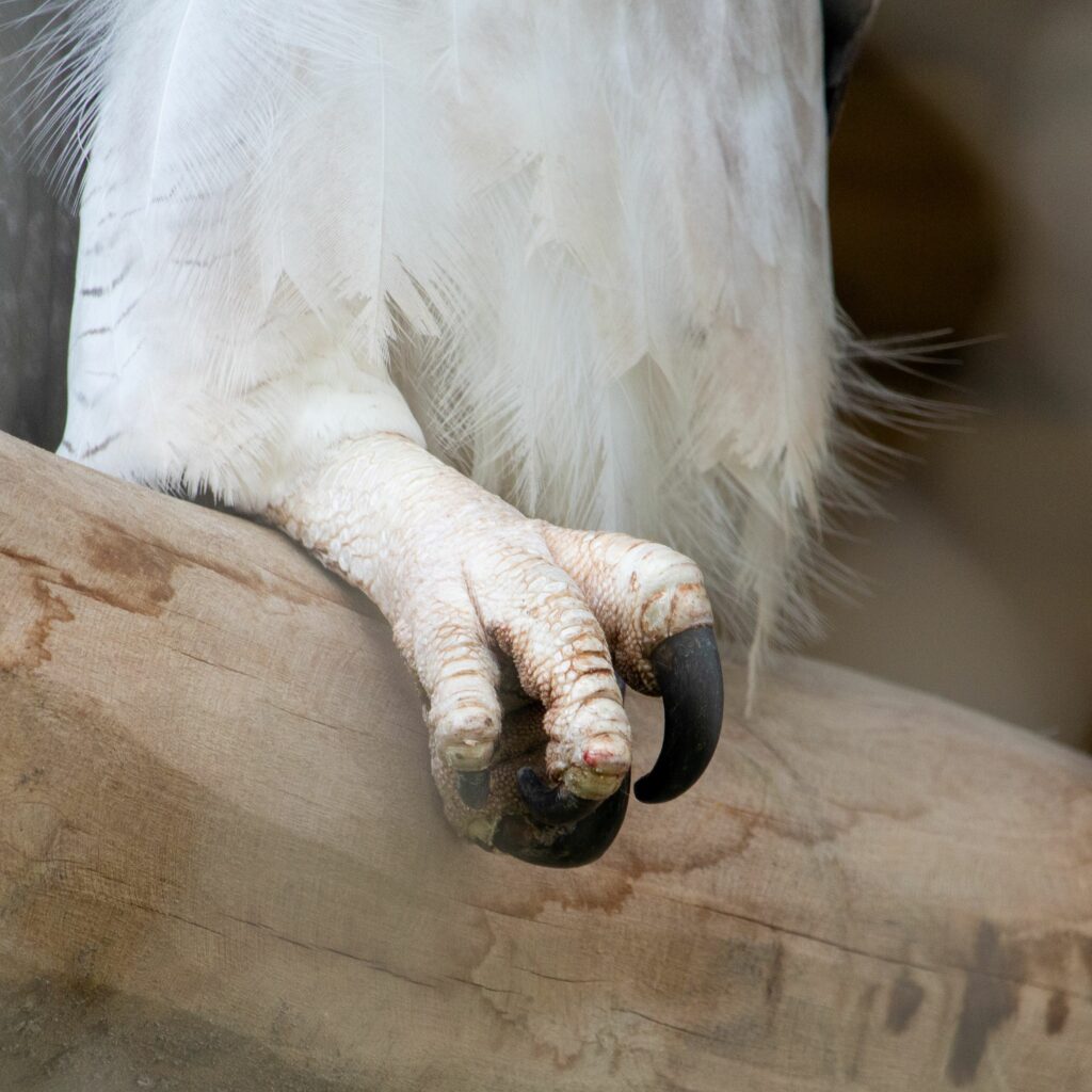 Zoom sur les serres d'une Harpie féroce.