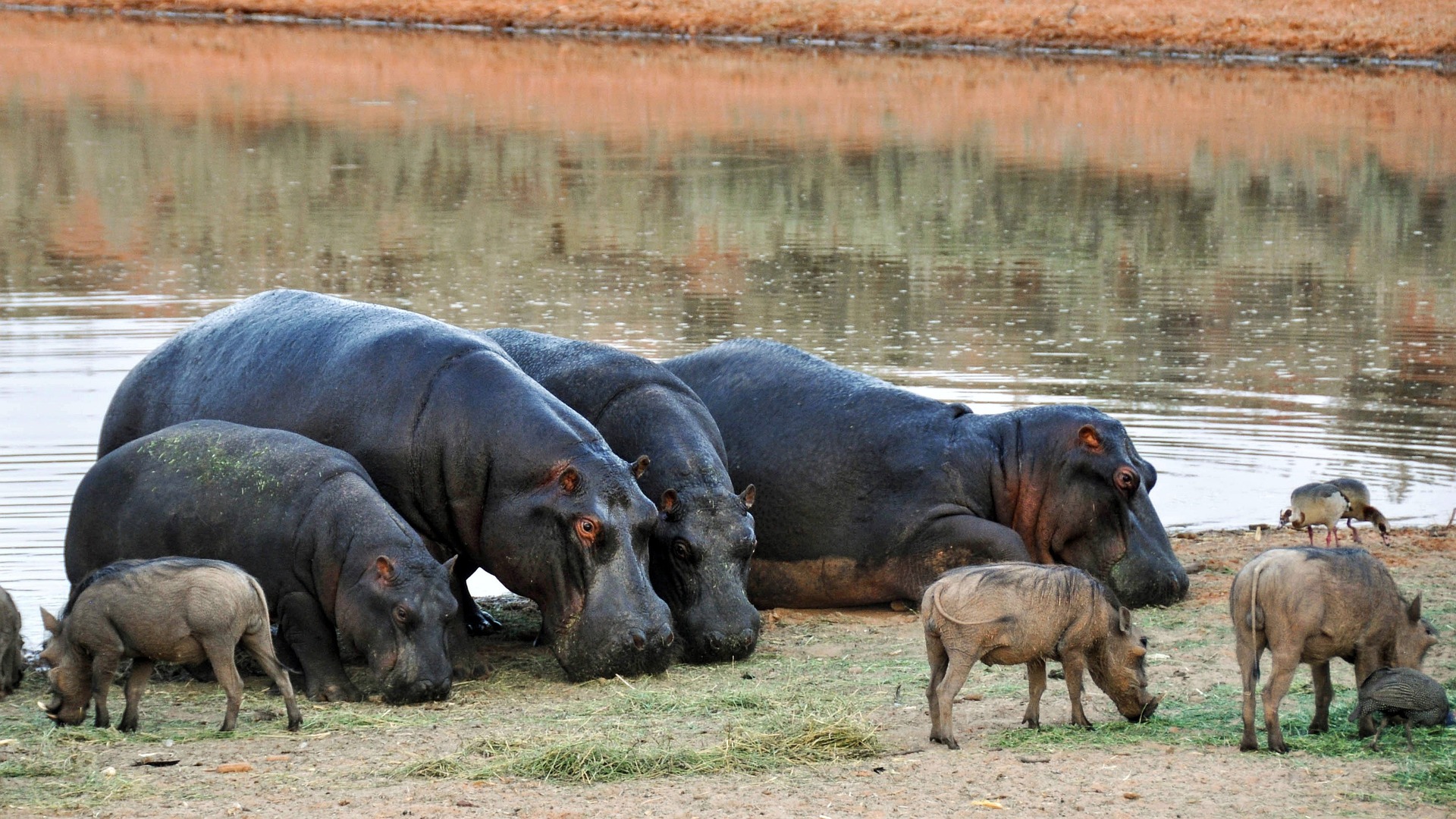 L’état précaire des Hippopotames : entre puissance et précaution