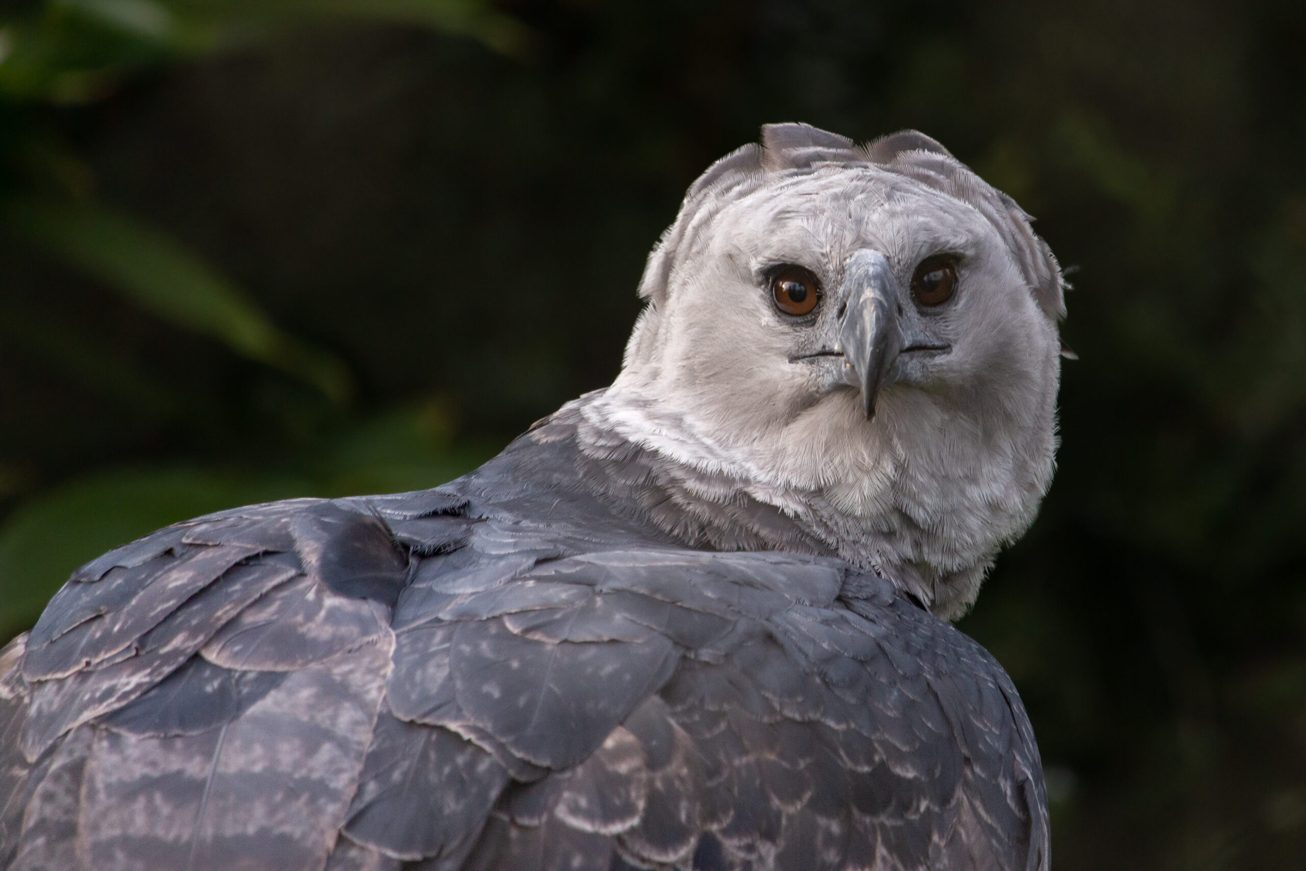 La Harpie féroce, une athlète à crête