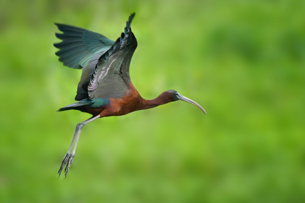 Ibis falcinelle