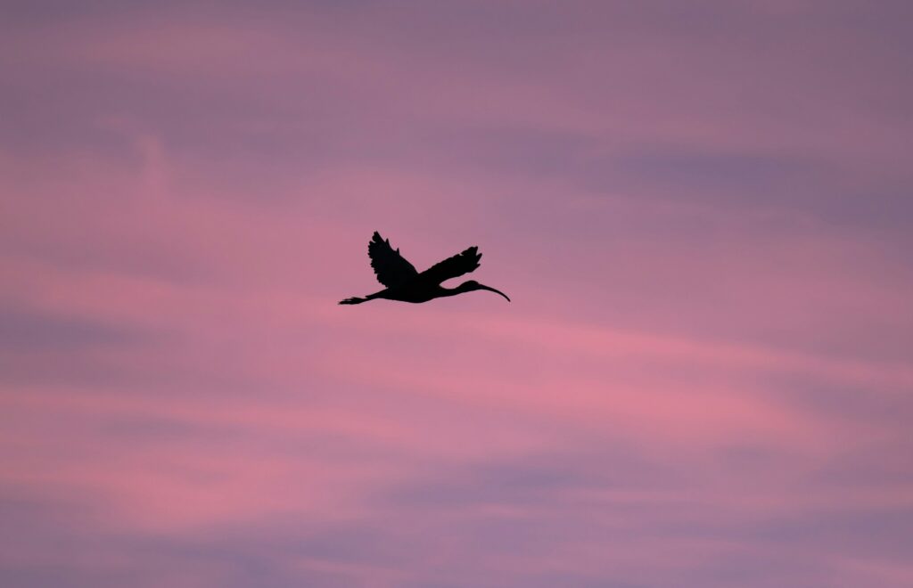 Ibis en vol au couché du soleil