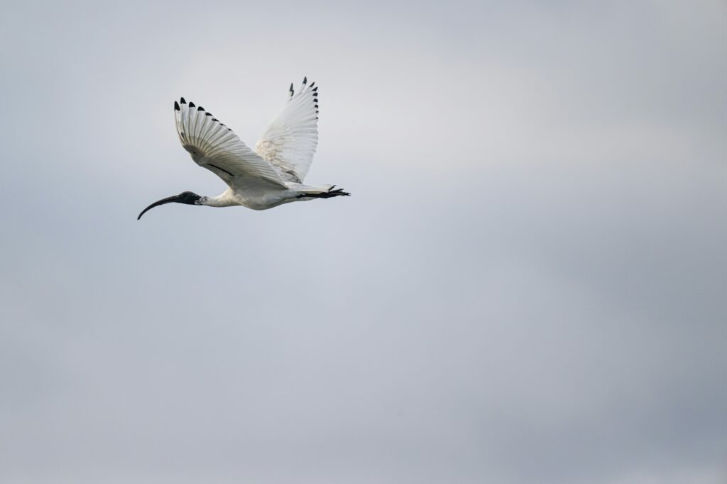 Ibis sacré oiseau en vol