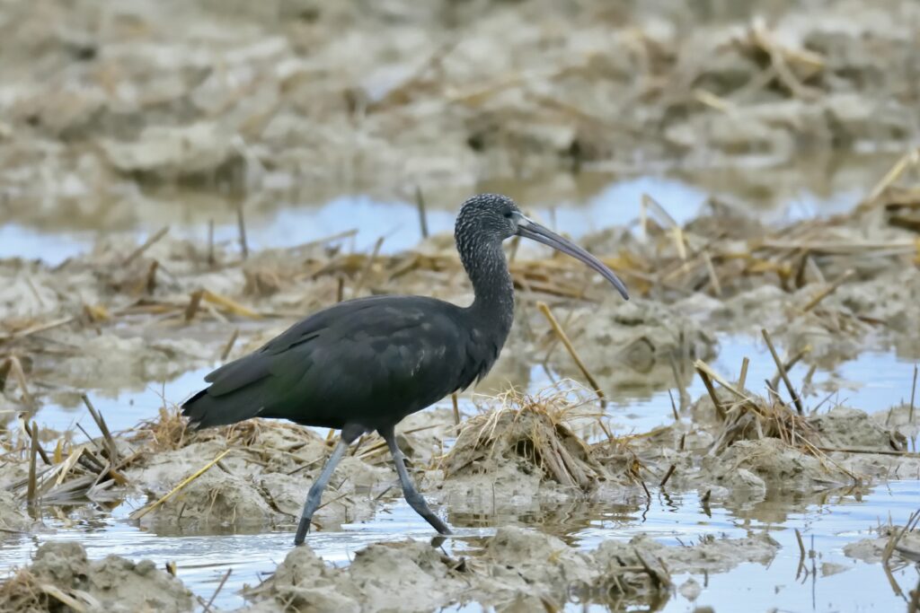 Ibis falcinelle juvénile